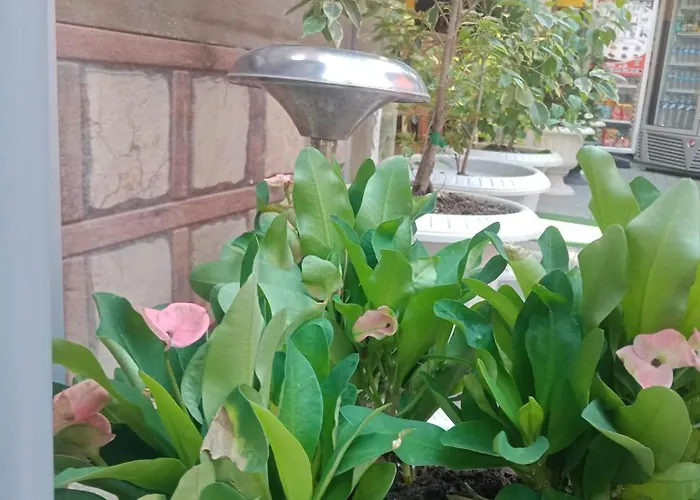 Carsi Hotel&cafe فندق ترابزون